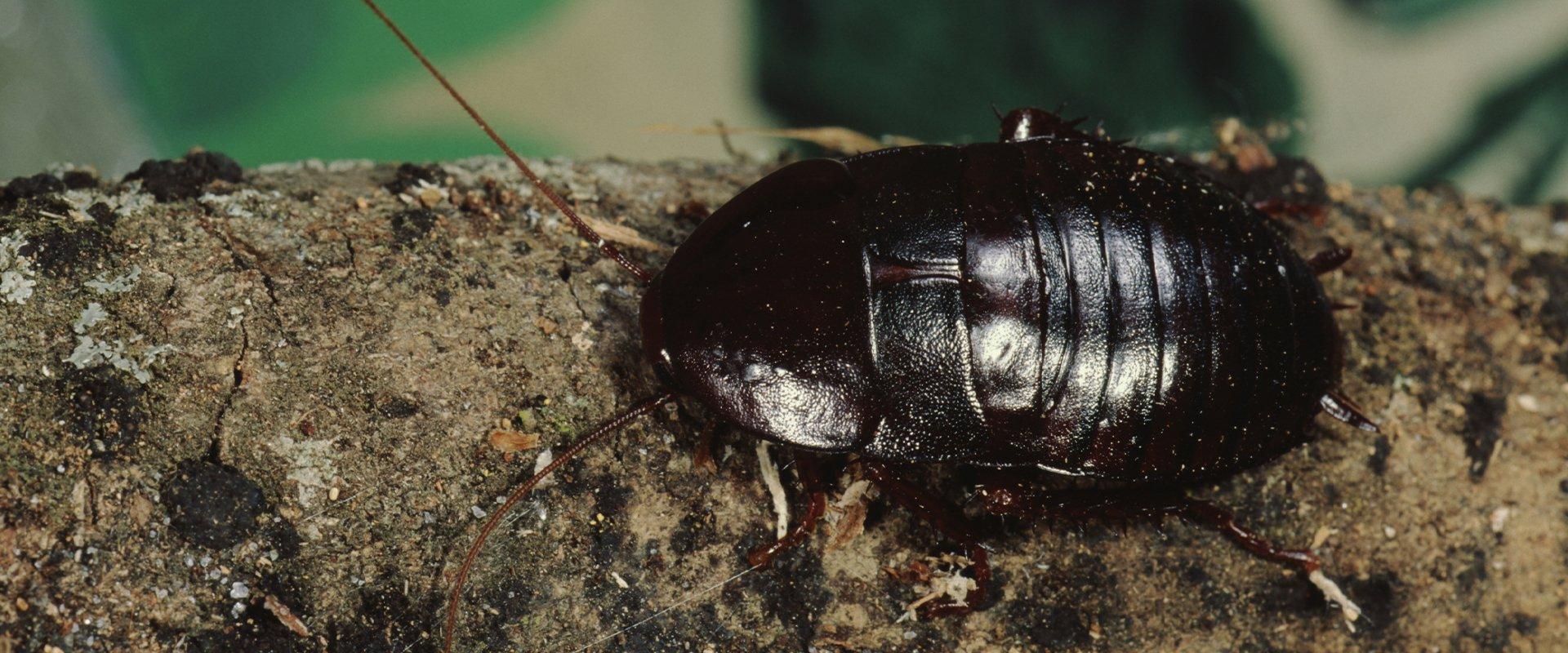 cockroach in yakima wa