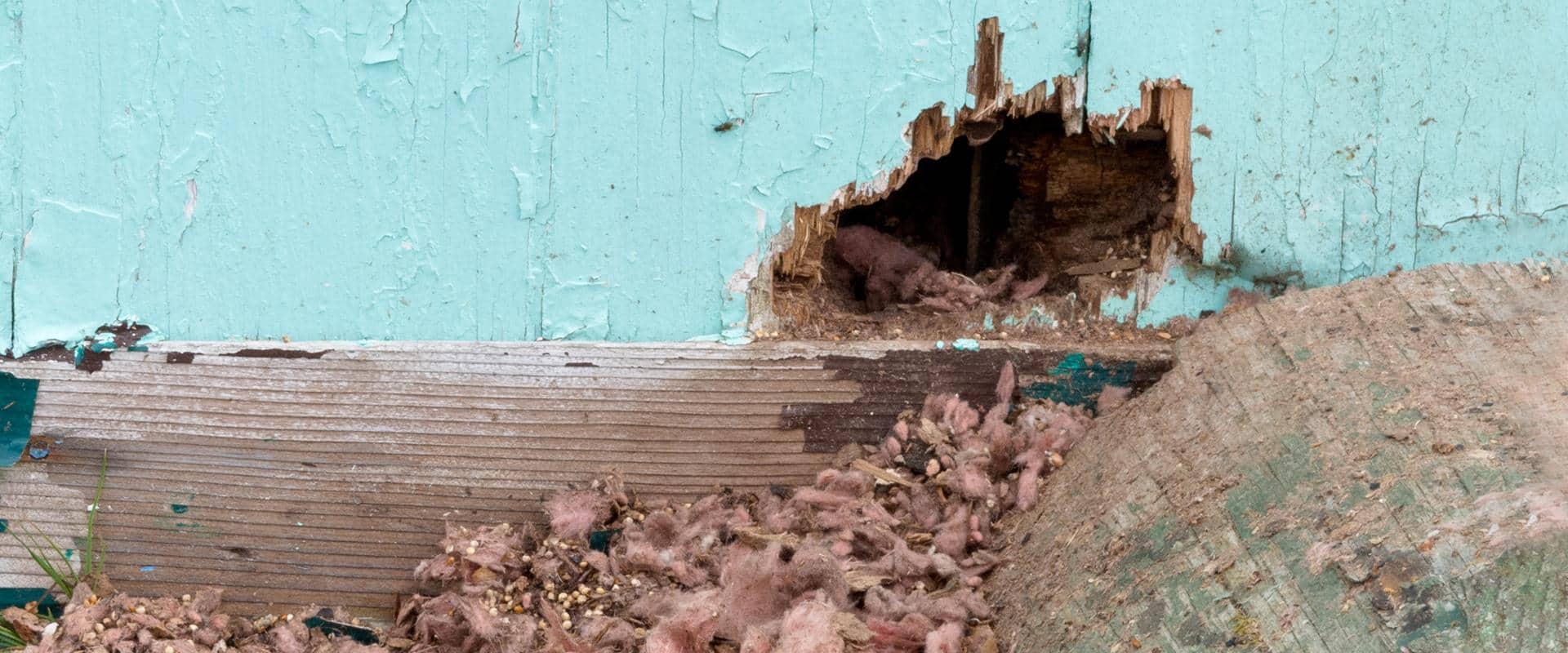 hole in washington home that mice enter