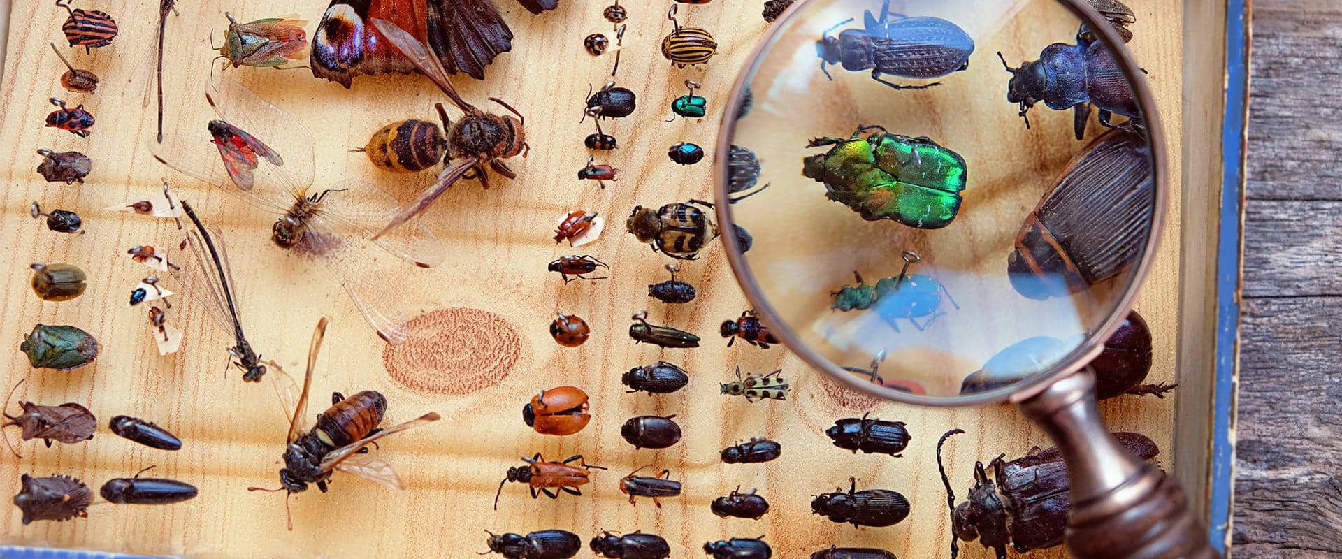 an entomology collection with a magnifying glass hovering over it