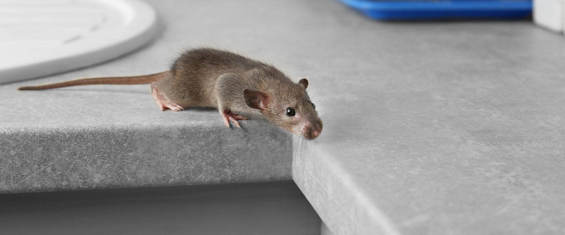 The Essential Guide To Wood Rats In Washington State Prosite Pest Control