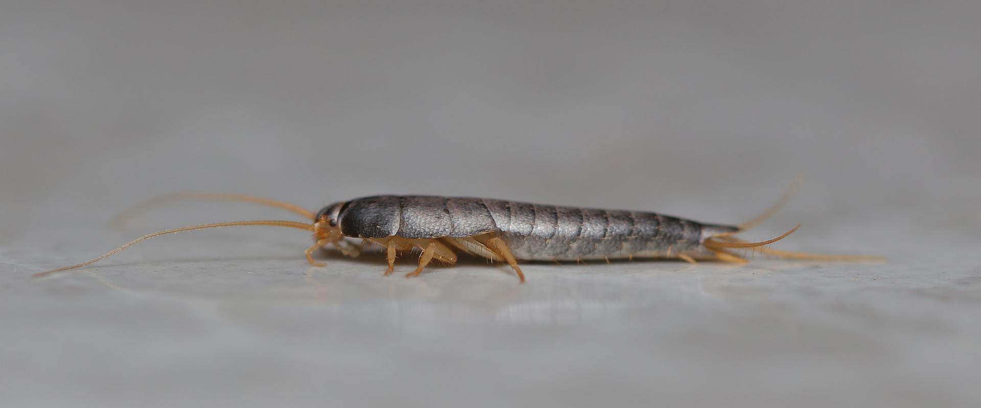 Keeping Pesky Silverfish Out Of Your Kittitas County Home