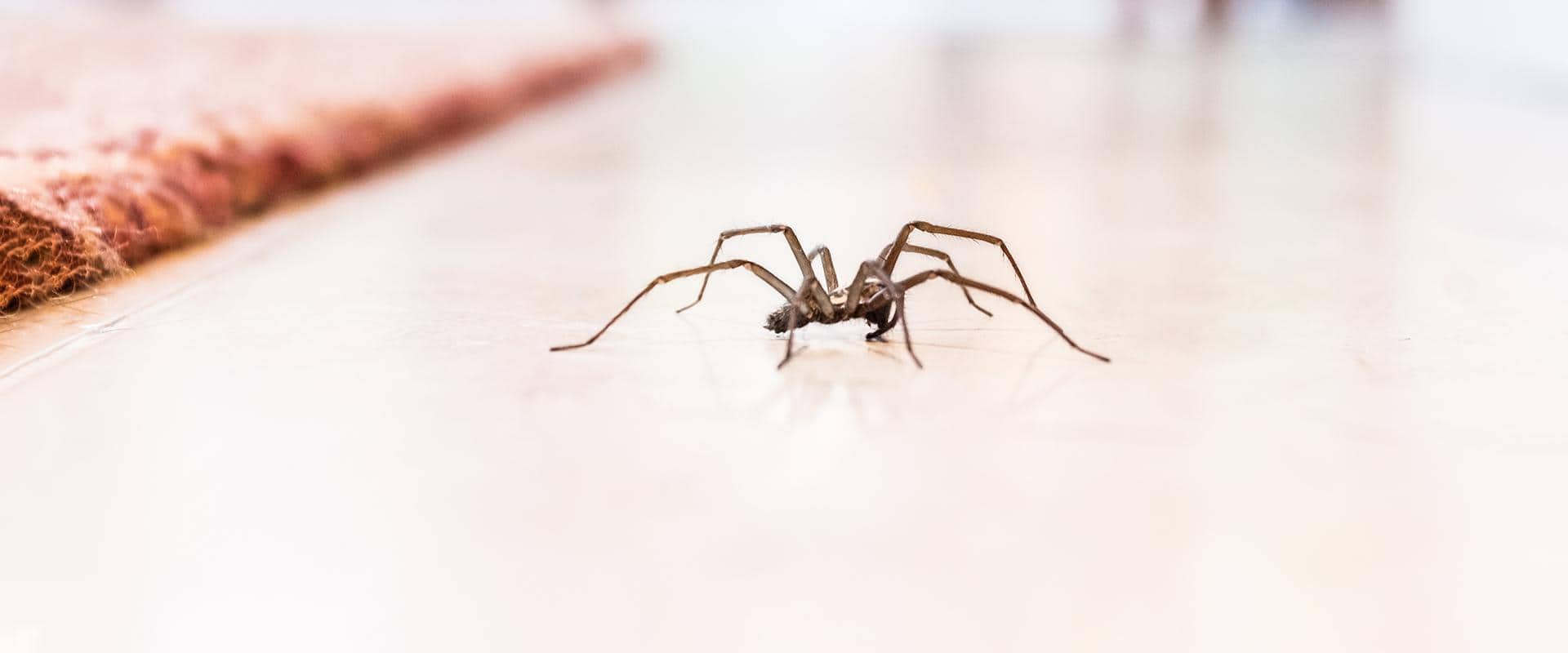 spider in a washington home