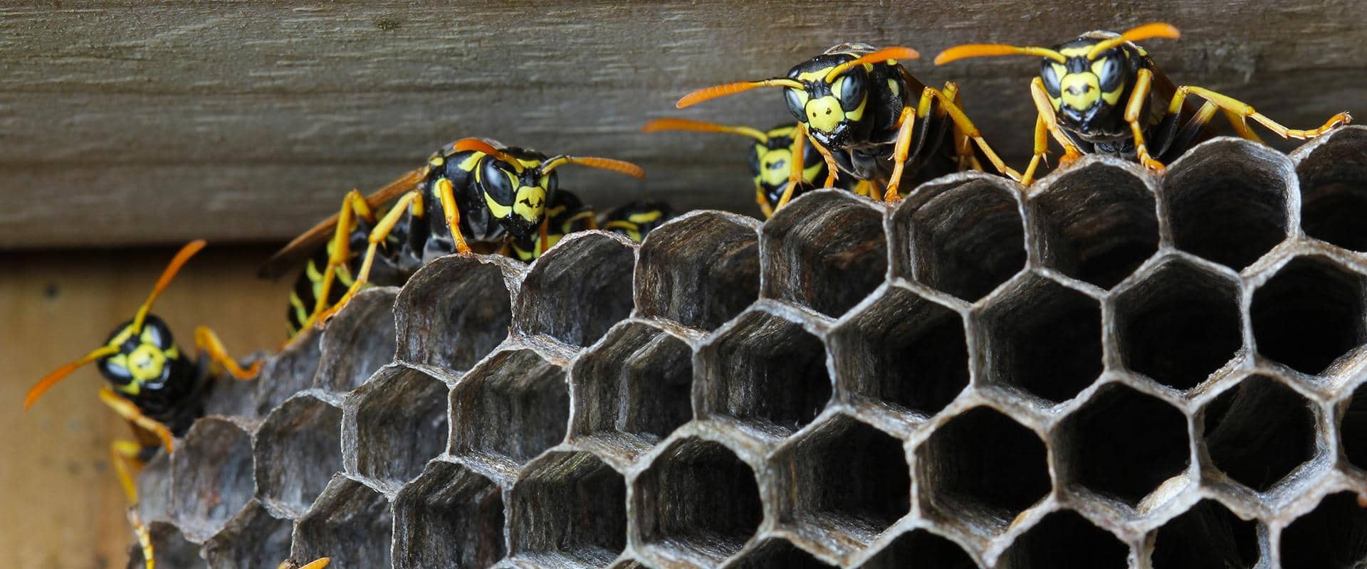 Stinging Insects | A Guide To Common Wasps & Hornets In Central WA