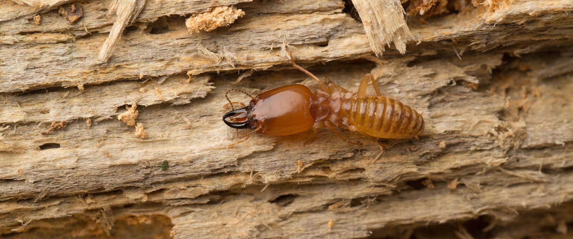 termite eating a log in a washington backyard