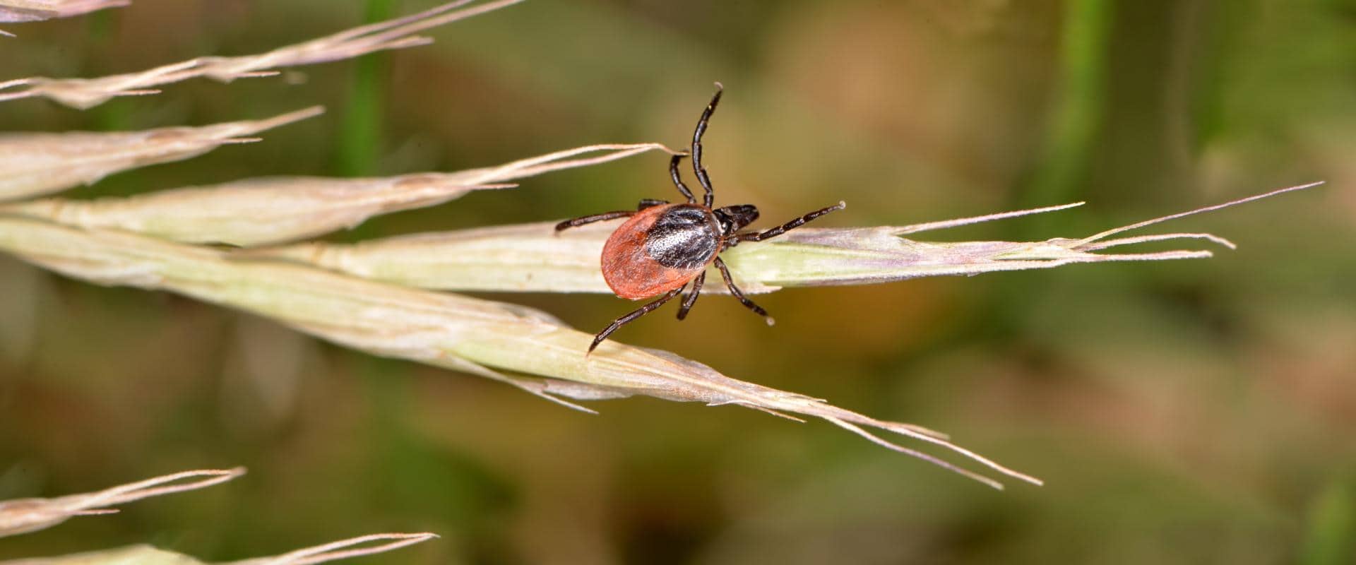 tick waiting for host in central washington