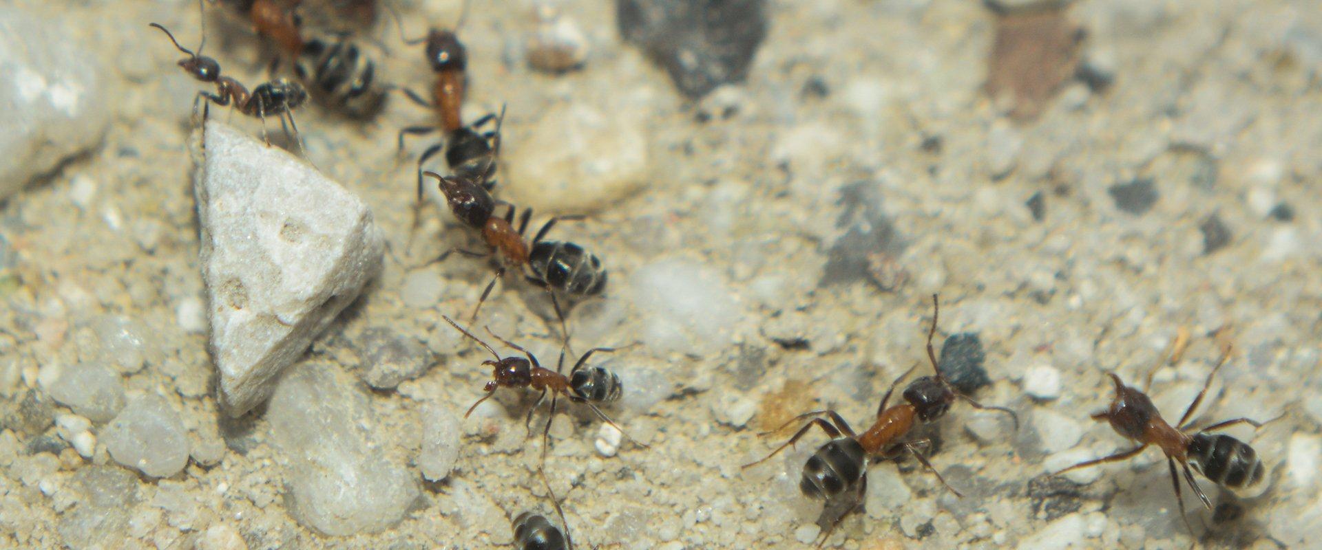 velvety tree ants on rocks