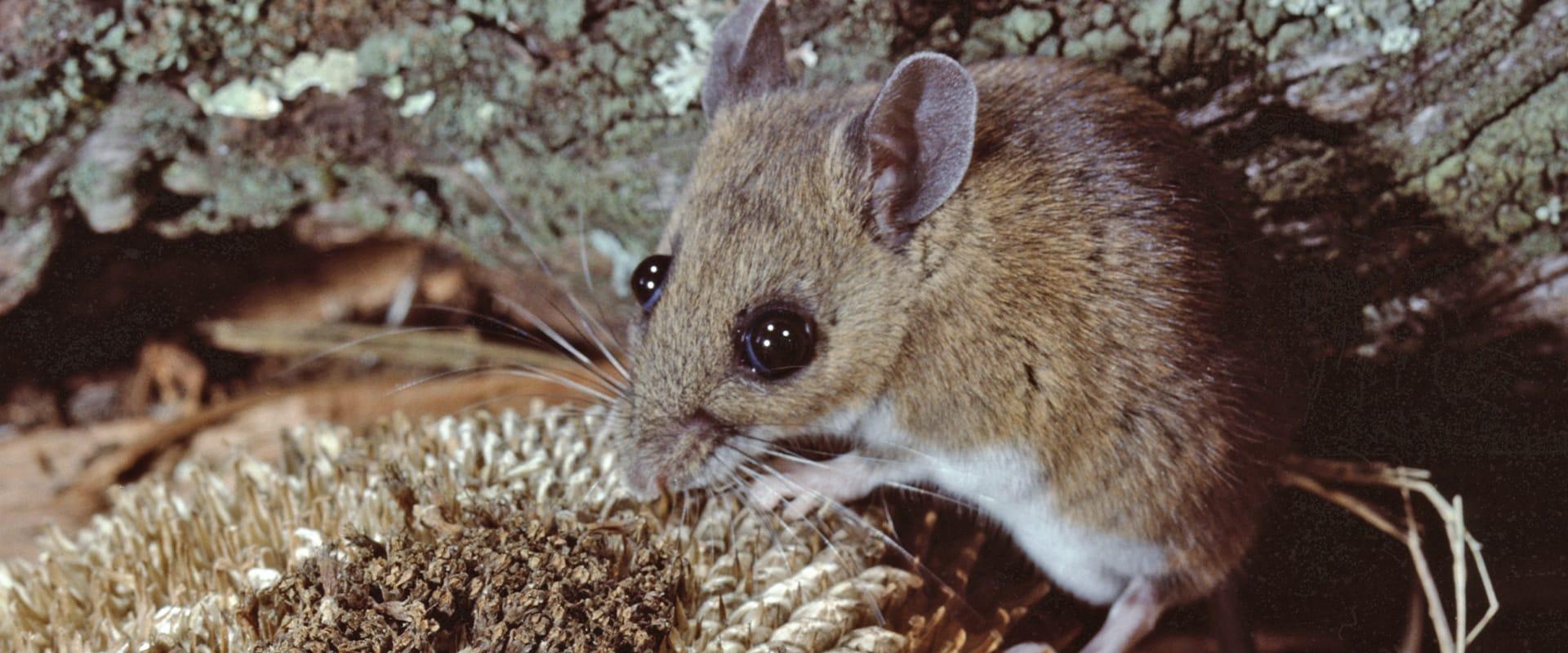 white-footed mouse in woods