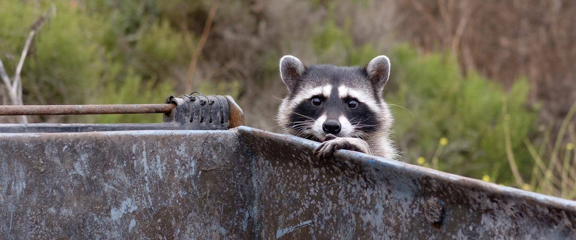 raccoon in dumpster in central washington