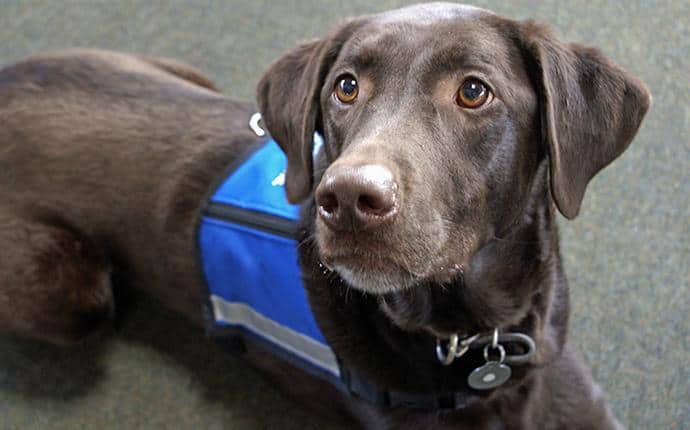 Professional K-9 Bed Bug Inspections highly trained bed bug dog servicing central washington