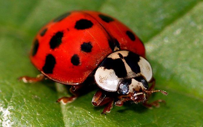 lady beetle in garden