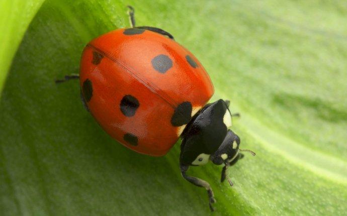 Lady beetle invasion - Insects in the City