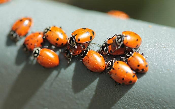 Lady Beetles AKA Lady Bugs lady bugs congregating on home in washington state