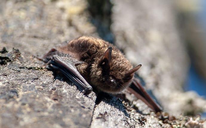 little brown bat hanging off a rock