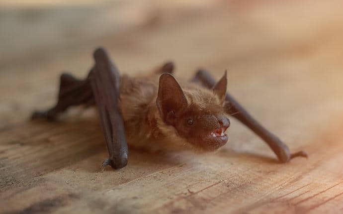 little brown bat in ellensburg wa