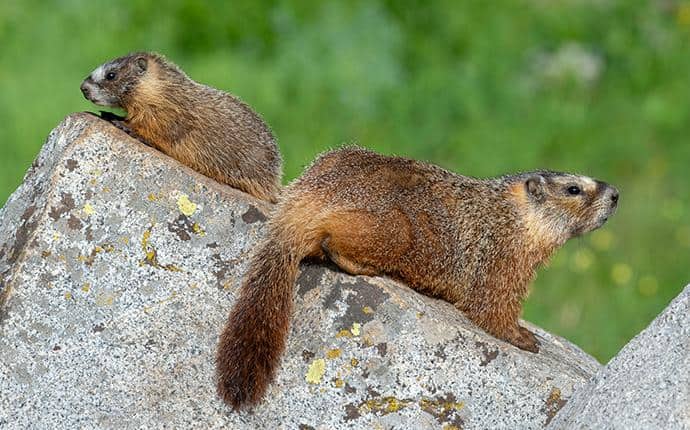 Marmots Produce A Piercing Whistle marmots on a rock in washington