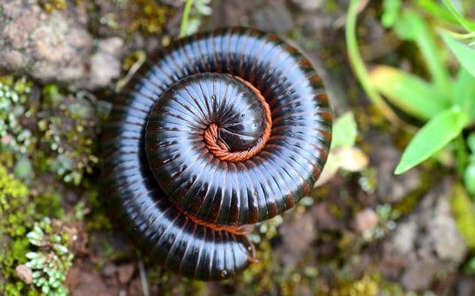 Millipedes Curl Into Balls When Threatened millipede outside home in pine glen wa