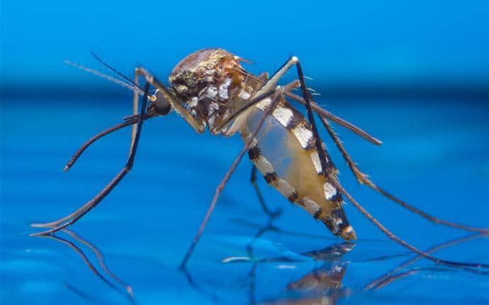 small mosquito on water