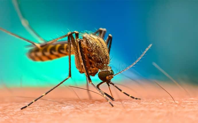 Learn How To Minimize Mosquito Exposure In Ellensburg WA mosquito bite in ellensburg wa