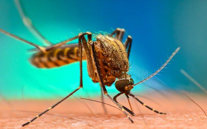 a mosquito biting skin in gleed