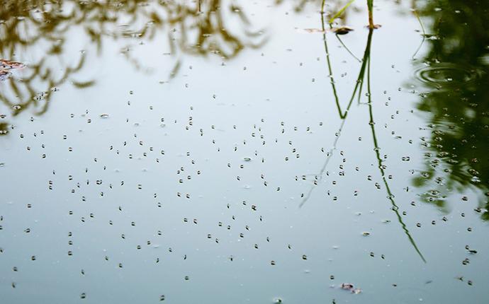 a swarm of mosquitoes on still water