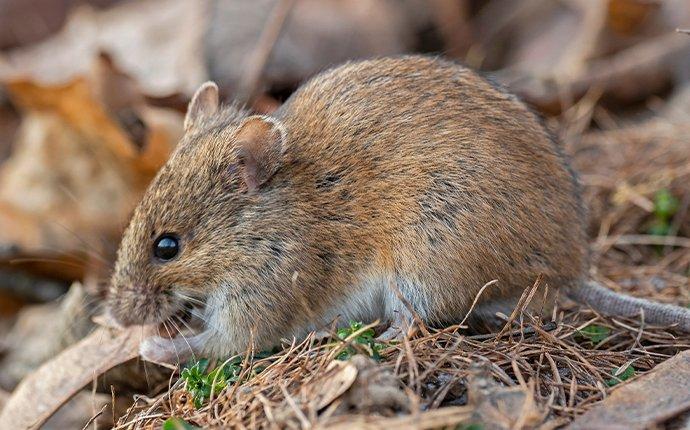 a rodent eating seeds in teanaway washington