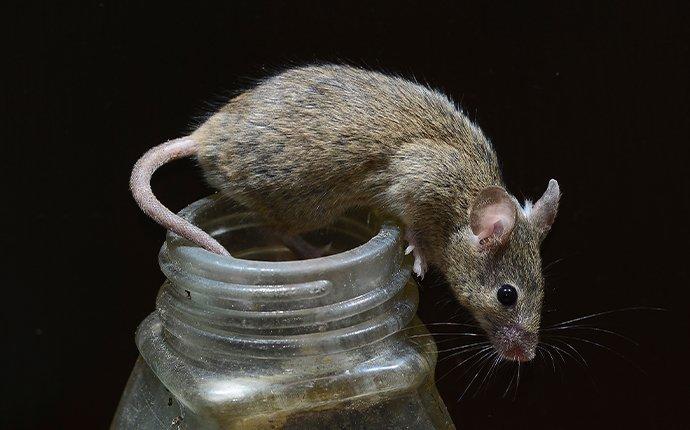 mouse crawling on top of a jar