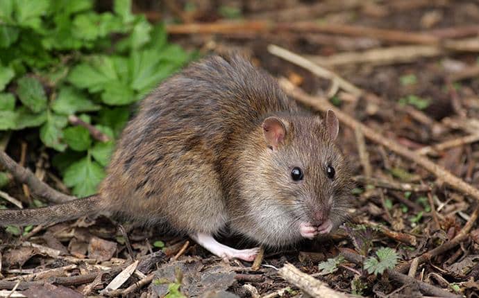norway rat in ellensburg washington