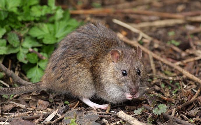 Norway Rats Stay In Low Places norway rat in ellensburg washington