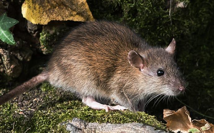 Norwegian rat deals