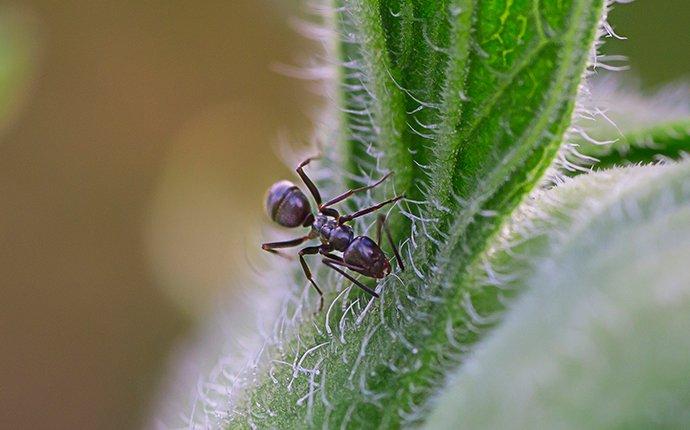 odorous house ant crawling on a plant outside