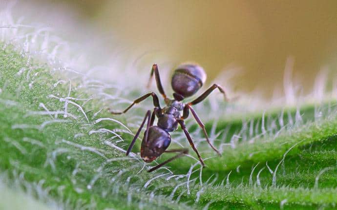 Odorous House Ant AKA Sugar Ant sugar ant in kittitas county wa