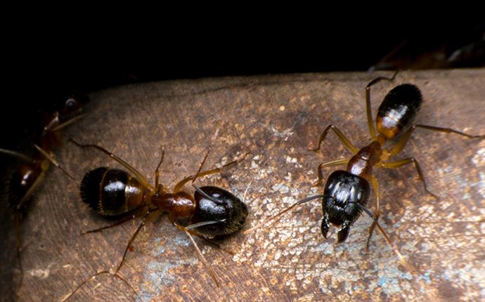 a couple of odorous house ants inside a home