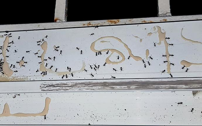 odorous house ants infesting a garage