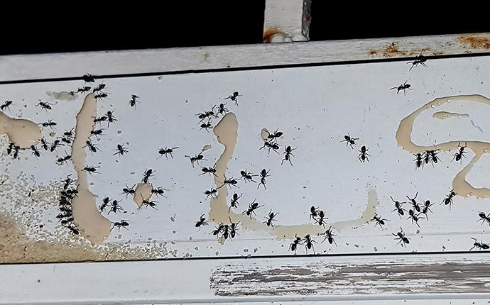 dozens of ants on a wall