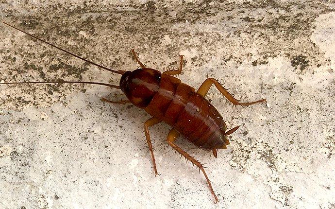 oriental cockroach in basement