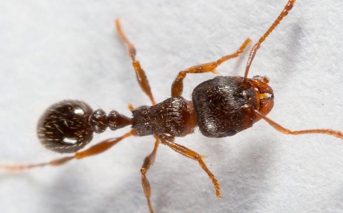 pavement ant on a white wall