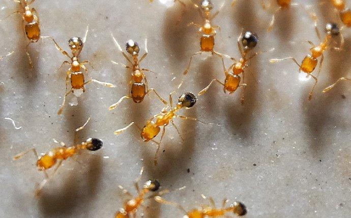 pharaoh ant eating sugar