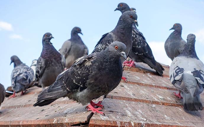 pigeons on a central wa roof