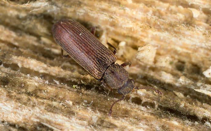 lyctid powderpost beetle on washington log