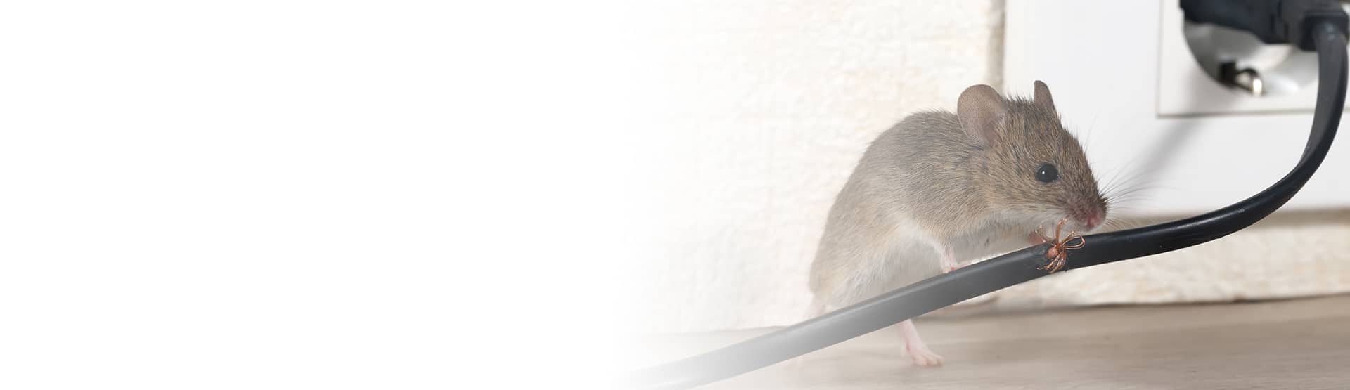 a mouse chewing on a wire in a washington home