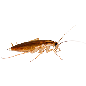 a cockroach in easton washington