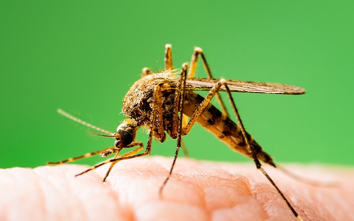 Learn More About Mosquito Prevention mosquito biting a thumb of a roslyn resident