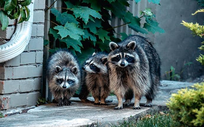 Raccoons Have Salt & Peppered Colored Fur raccoons infesting yakima county wa home