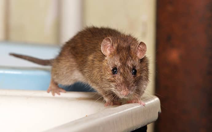 a brown rat inside a home in grandview washington