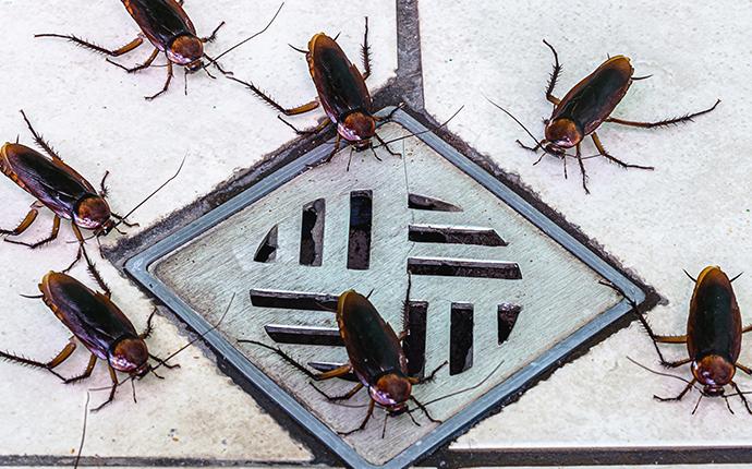cockroach on drain