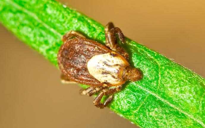 Rocky Mountain Wood Ticks Are More Full Bodied Than Brown Dog Ticks rocky mountain wood tick on foliage