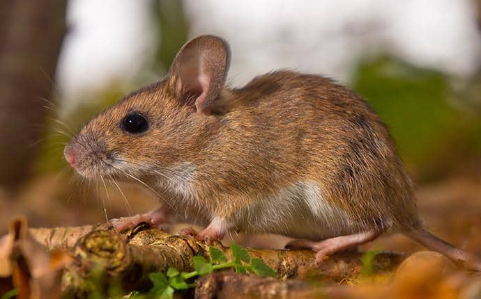 rodent in washington home backyard