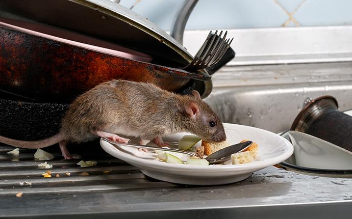 a mouse eating scraps of a dish in a yakima washington home 
