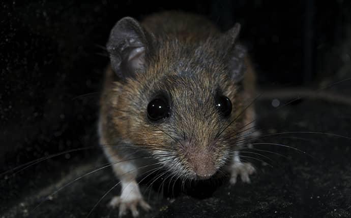 mouse in yakima basement