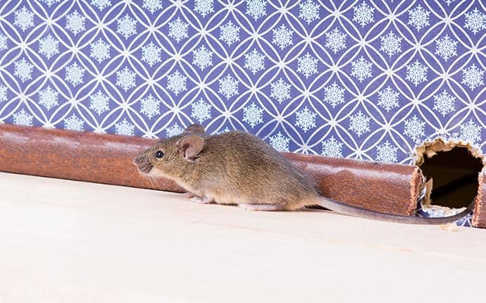 Addressing Rodent Access Points Is Part Of Our Inspection a rodent leaving a hole in the wall of a washington home
